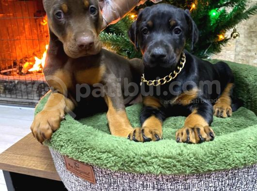 Veteriner Kontrollü King Doberman Yavruları görsel