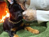 Veteriner Kontrollü King Doberman Yavruları