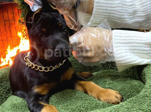 Veteriner Kontrollü King Doberman Yavruları görsel