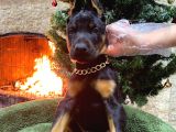 Veteriner kontrollü King Doberman yavruları