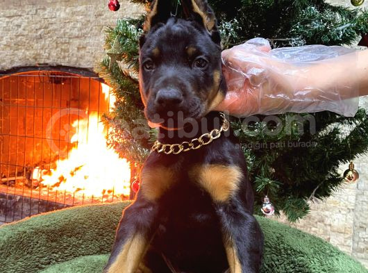 Veteriner kontrollü King Doberman yavruları