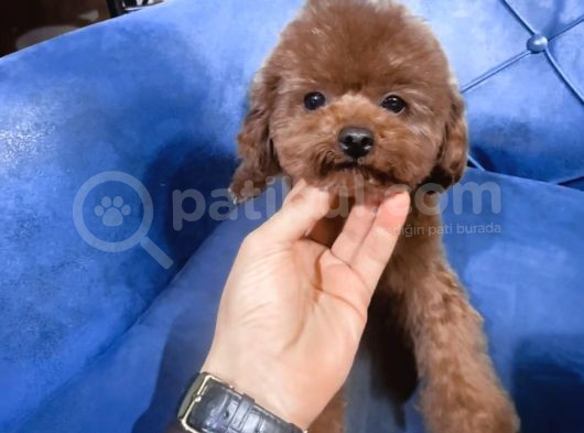 Kore Poodle Yetiskin Orjinal Safkan Büyümez Dexter