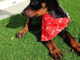 King Siyah Ve Kızıl  Doberman Yavrularımız