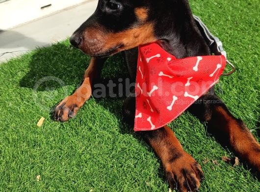 King Siyah Ve Kızıl  Doberman Yavrularımız görsel