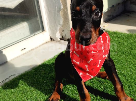 King Siyah Ve Kızıl  Doberman Yavrularımız görsel