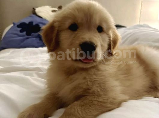 Baby Face Golden Bebekler görsel