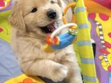 Baby Face Golden Bebekler