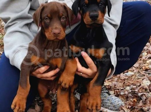 King kızıl ve siyah Doberman yavrular