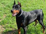 King Kızıl Ve Siyah Doberman Yavrular