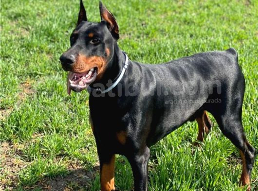 King Kızıl Ve Siyah Doberman Yavrular görsel