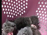British Shorthair AnneBABA GERÇEK IRKOyun DELİSİ