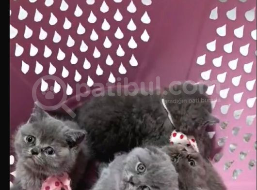 British Shorthair Annebaba Gerçek Irkoyun Deli̇si̇