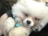 Pomeranian 3 Aylık