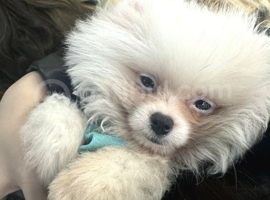Pomeranian 3 Aylık görsel