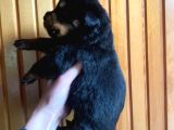 Scrli Rottweiler Yavruları