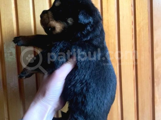 Scrli Rottweiler Yavruları görsel