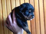 Scrli Rottweiler Yavruları