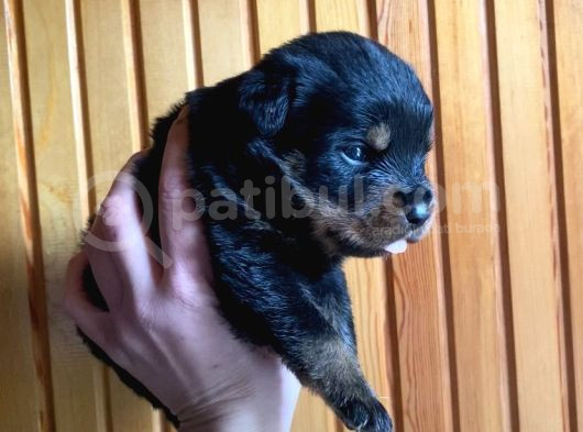 Scrli Rottweiler Yavruları görsel