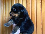 Scrli Rottweiler Yavruları