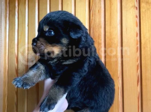 Scrli Rottweiler Yavruları görsel