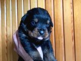 Scrli Rottweiler Yavruları
