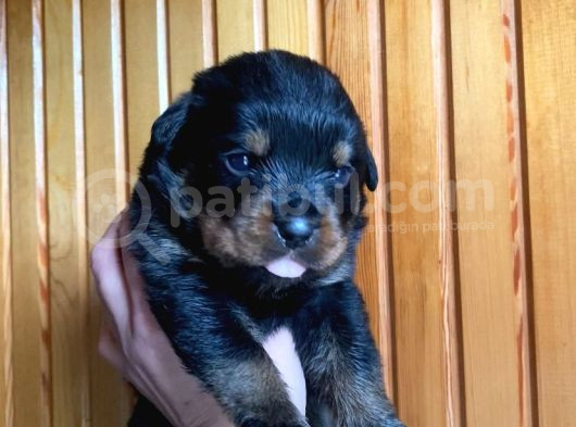 Scrli Rottweiler Yavruları görsel