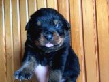 SCRli rottweiler yavruları