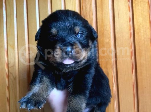 Scrli Rottweiler Yavruları