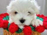Rezerveye açık maltese terrier yavruları