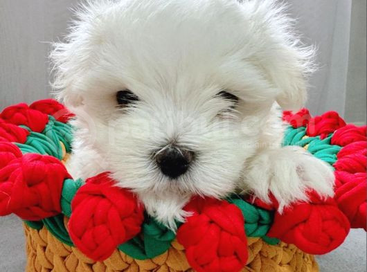 Rezerveye açık maltese terrier yavruları