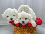 Rezerveye Açık Maltese Terrier Yavruları