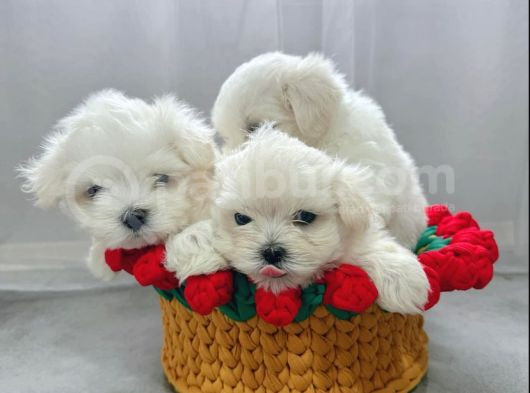 Rezerveye Açık Maltese Terrier Yavruları görsel