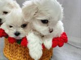 Rezerveye Açık Maltese Terrier Yavruları