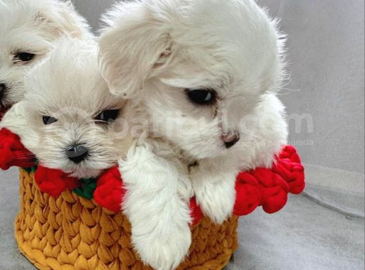 Rezerveye Açık Maltese Terrier Yavruları görsel