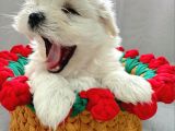 Rezerveye Açık Maltese Terrier Yavruları