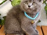Uyguna  Yakışıklı British Shorthair Bebemiz