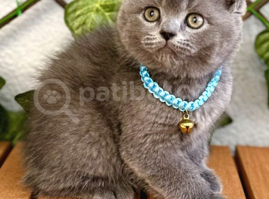 Uyguna  Yakışıklı British Shorthair Bebemiz görsel