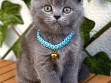 Uyguna  Yakışıklı British Shorthair Bebemiz