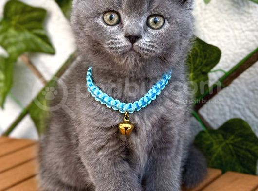 Uyguna  Yakışıklı British Shorthair Bebemiz görsel