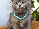 Uyguna  Yakışıklı British Shorthair Bebemiz