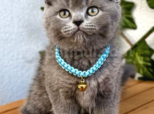 Uyguna  Yakışıklı British Shorthair Bebemiz