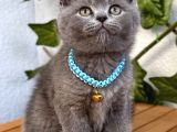 Uyguna  Yakışıklı British Shorthair Bebemiz