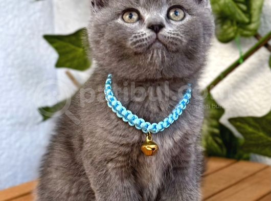 Uyguna  Yakışıklı British Shorthair Bebemiz görsel