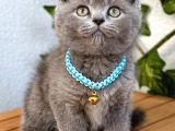 Uyguna  Yakışıklı British Shorthair Bebemiz