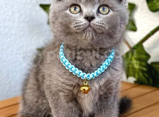 Uyguna  Yakışıklı British Shorthair Bebemiz görsel