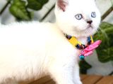 Uygunayavrularım Bluepoint Dişi Bebe