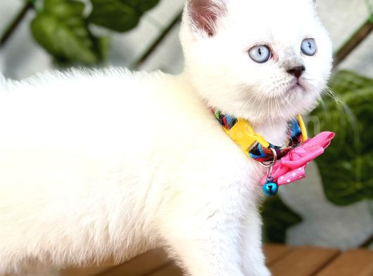 Uygunayavrularım Bluepoint Dişi Bebe görsel