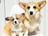 Pembroke Welsh Corgi̇ Özel Irk Garanti̇li̇ Aşili