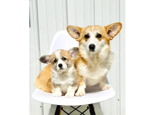 Pembroke Welsh Corgi̇ Özel Irk Garanti̇li̇ Aşili görsel