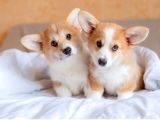 PEMBROKE WELSH CORGİ ÖZEL IRK GARANTİLİ AŞILI